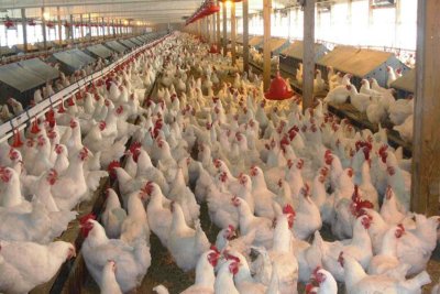عراق در آستانه خودکفایی در تولید مرغ و تخم مرغ