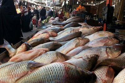 پرورش سالانه بیش از 13 هزار تن ماهی در استان واسط