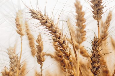 تولید 2.6 میلیون تُن گندم در فصل زراعتی کنونی عراق