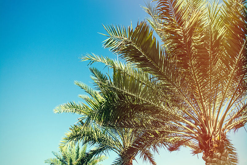 چالش عراق در حفظ درختان نخل