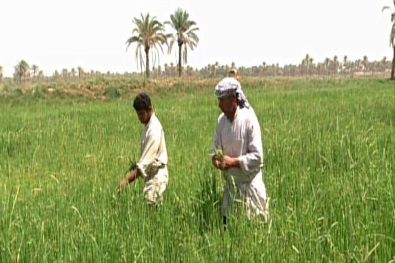 نگاهی به تولید محصولات کشاورزی در عراق